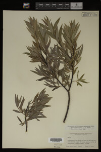 Image Associated With the Occurrence