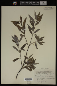 Image Associated With the Occurrence