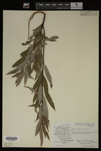Image Associated With the Occurrence
