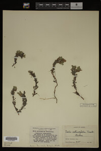 Image Associated With the Occurrence