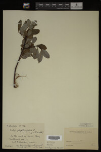 Image Associated With the Occurrence