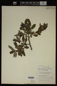 Image Associated With the Occurrence
