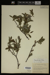 Image Associated With the Occurrence