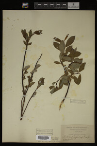 Image Associated With the Occurrence