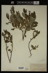 Image Associated With the Occurrence