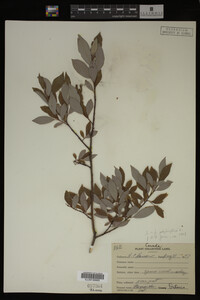 Image Associated With the Occurrence