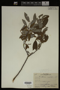 Image Associated With the Occurrence