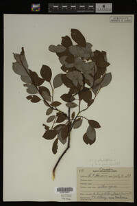 Image Associated With the Occurrence