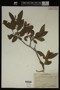 Image Associated With the Occurrence