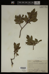 Image Associated With the Occurrence