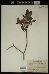 Image Associated With the Occurrence