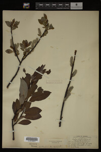 Image Associated With the Occurrence
