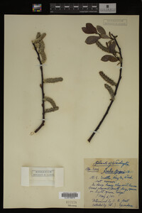 Image Associated With the Occurrence