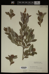 Image Associated With the Occurrence