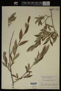 Image Associated With the Occurrence