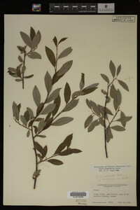 Image Associated With the Occurrence