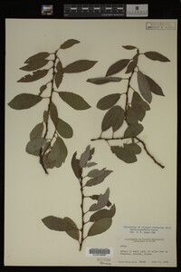 Image Associated With the Occurrence