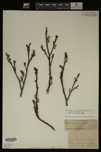 Image Associated With the Occurrence