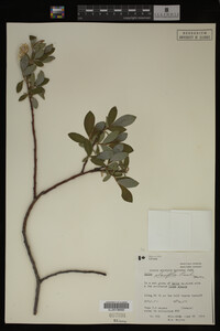 Image Associated With the Occurrence