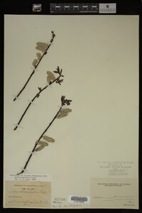 Image Associated With the Occurrence