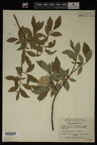 Image Associated With the Occurrence
