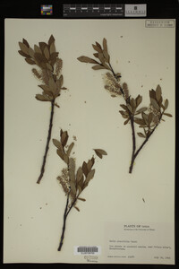 Image Associated With the Occurrence