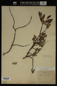 Image Associated With the Occurrence