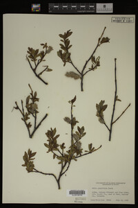 Image Associated With the Occurrence