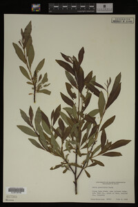 Image Associated With the Occurrence