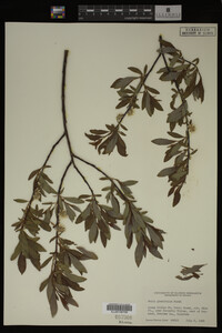 Image Associated With the Occurrence