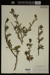 Image Associated With the Occurrence