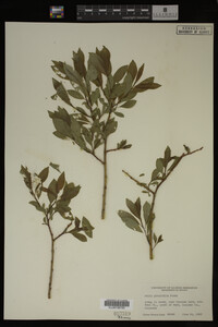 Image Associated With the Occurrence