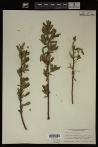 Image Associated With the Occurrence