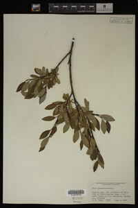 Image Associated With the Occurrence