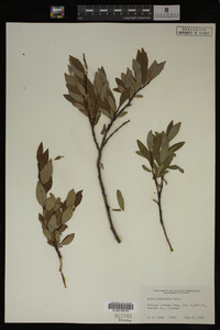 Image Associated With the Occurrence