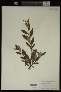 Image Associated With the Occurrence