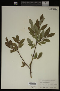 Image Associated With the Occurrence