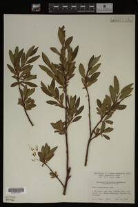 Image Associated With the Occurrence