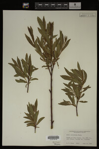 Image Associated With the Occurrence