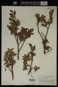 Image Associated With the Occurrence
