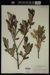 Image Associated With the Occurrence