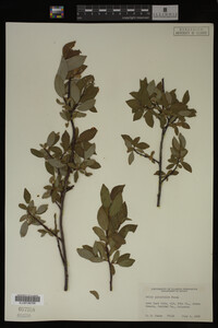 Image Associated With the Occurrence