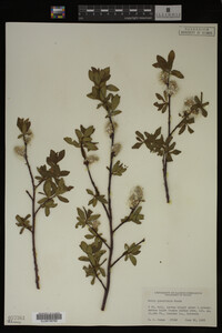 Image Associated With the Occurrence