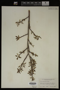 Image Associated With the Occurrence