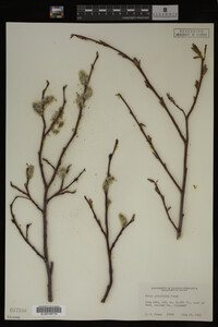 Image Associated With the Occurrence
