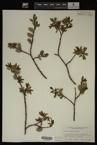 Image Associated With the Occurrence