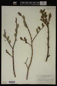 Image Associated With the Occurrence