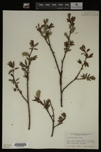 Image Associated With the Occurrence