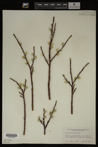Image Associated With the Occurrence