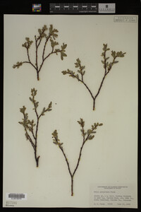 Image Associated With the Occurrence